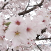 桜サク