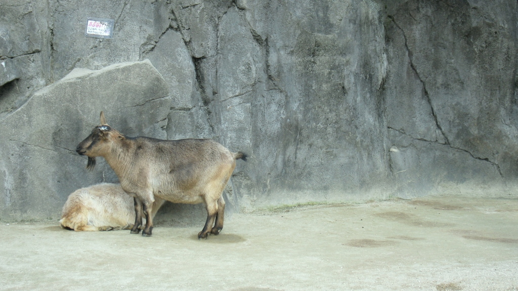 動物園～