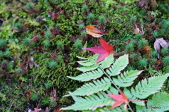 moss