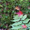 moss