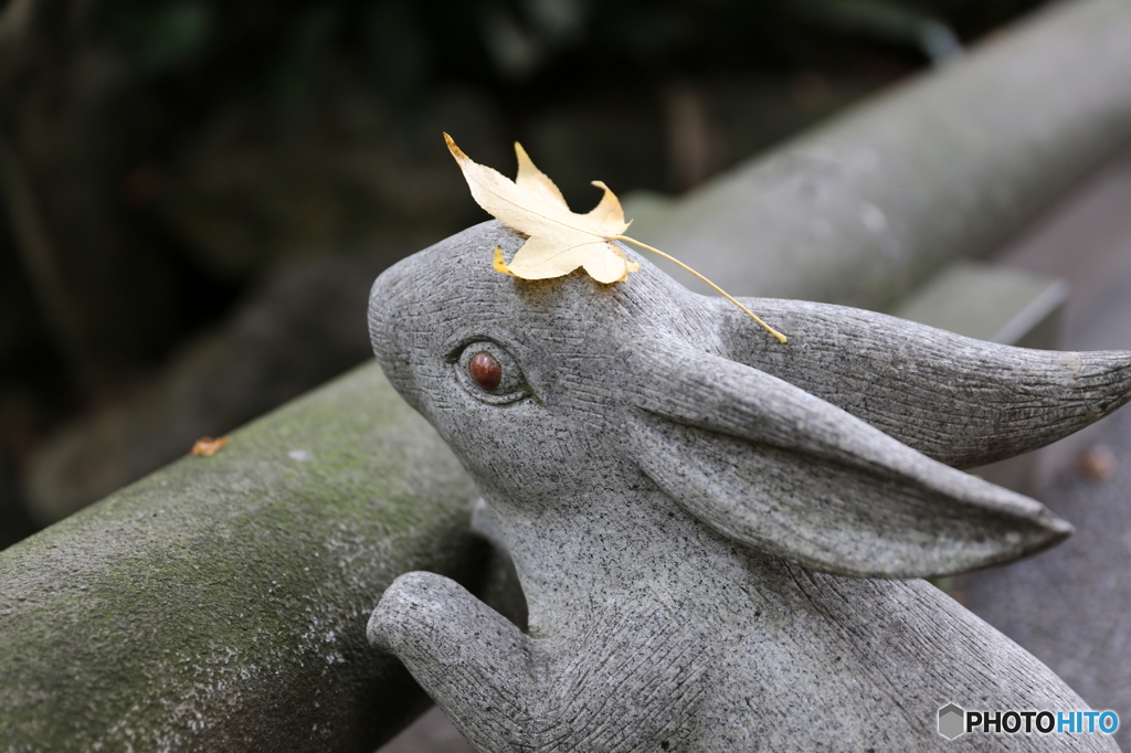 rabbit