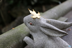 rabbit