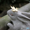 rabbit