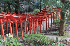連なる赤鳥居