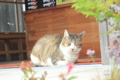 平戸のお土産屋さんの看板猫