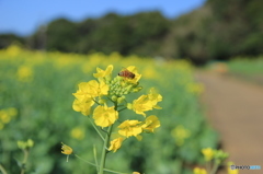 菜の花と蜂