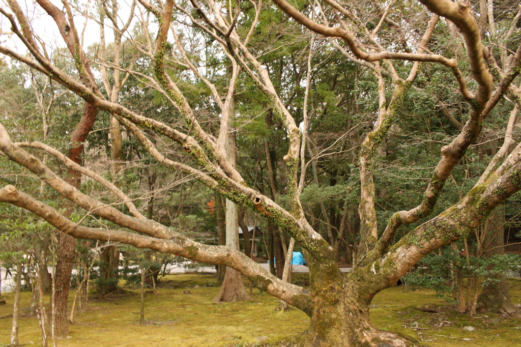 伊勢神宮　内宮