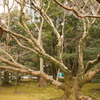 伊勢神宮　内宮