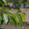 葉桜も濃い緑に