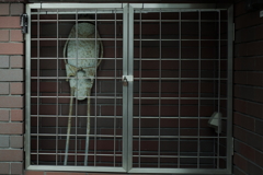 囚われのカエル