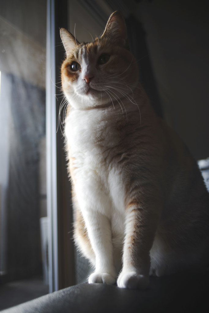 たまにはキリッと