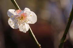 雨粒ずっしり・・・