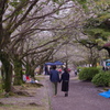 散る花咲く花