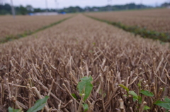 二番茶もおわり
