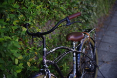 IMGP3155