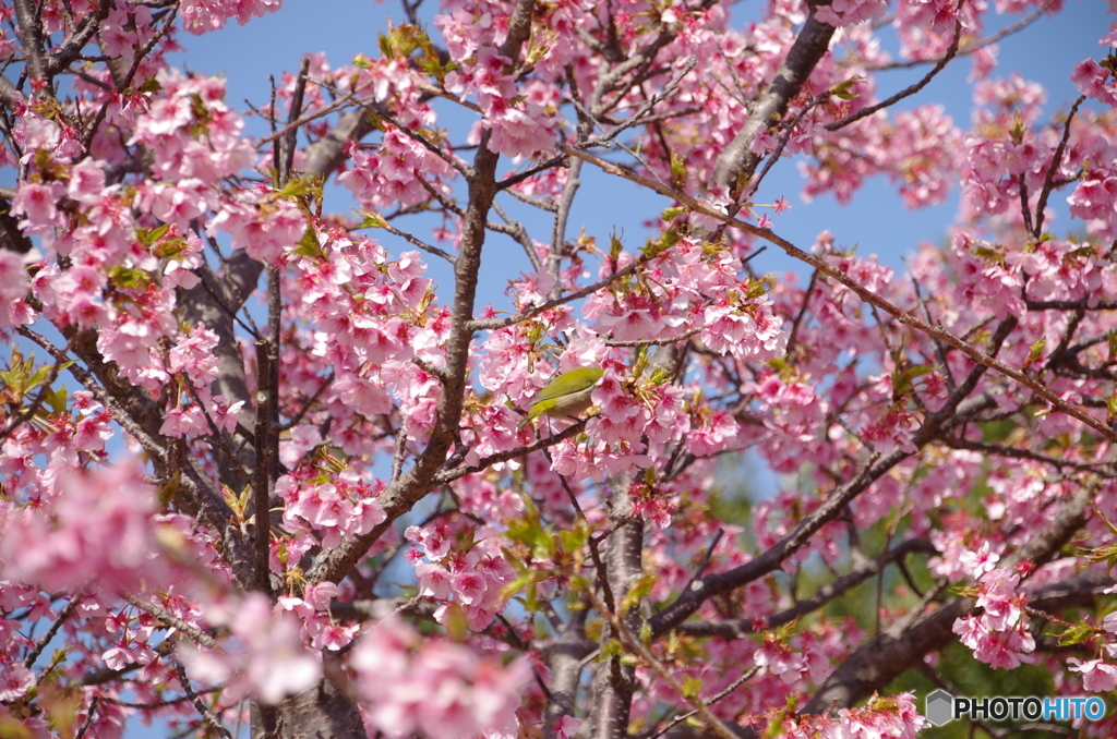 河津桜とメジロのお尻（笑）