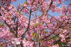 河津桜とメジロのお尻（笑）