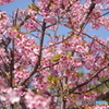 河津桜とメジロのお尻（笑）