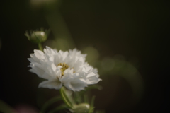 静かに華やかに