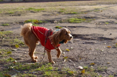 つかの間の脱走