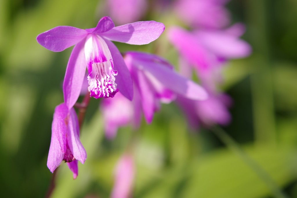 ふりふりは好きですか？２