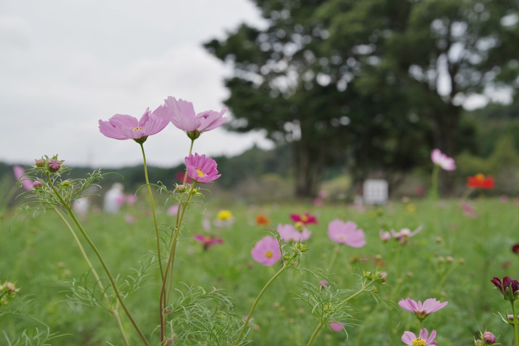 IMGP3394