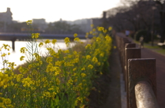 夕方さんぽ１