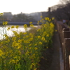 夕方さんぽ１