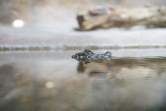 メガネカイマン