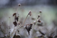 IMGP2783
