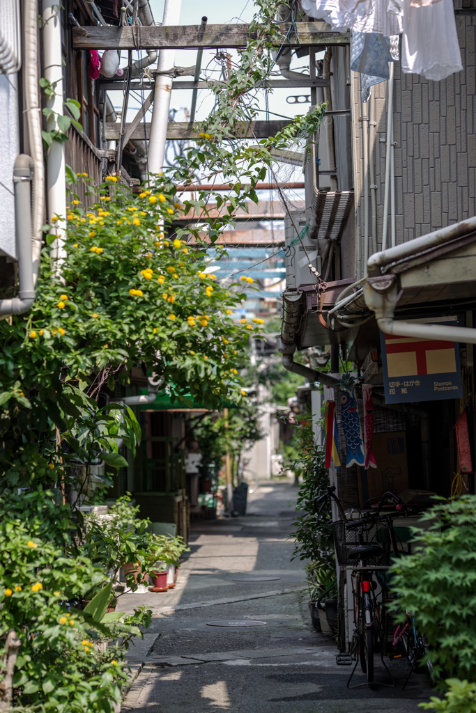 日本の夏