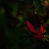 IMGP1482
