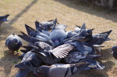 カオス２