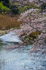 せせらぎ