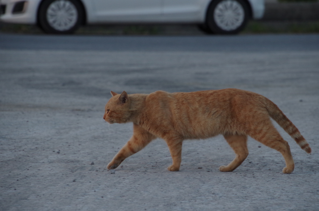 通りますよっと