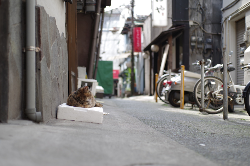 春うらら