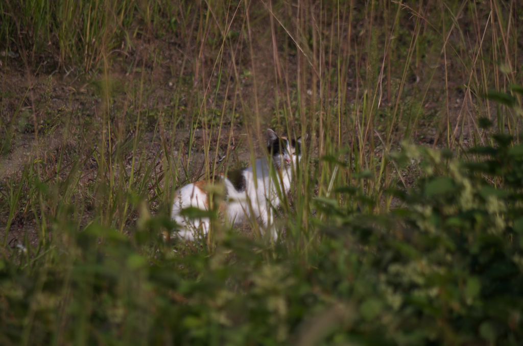 宅地のサバンナ