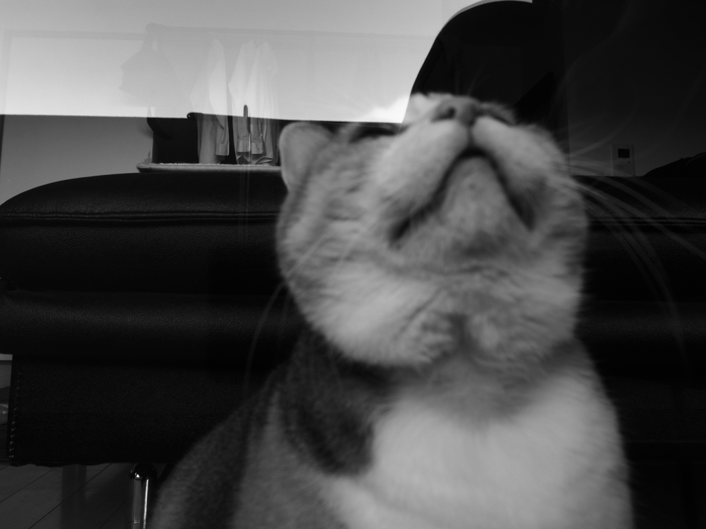 見上げてごらん