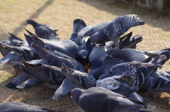 カオス１