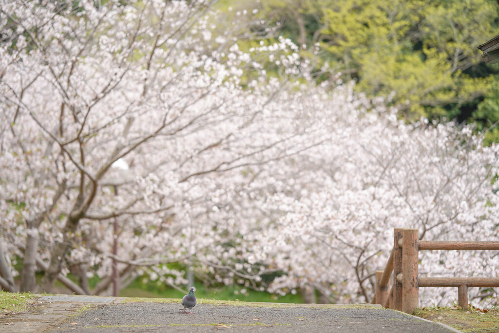 鳩も花見か