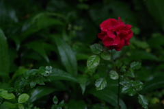 たぶん薔薇
