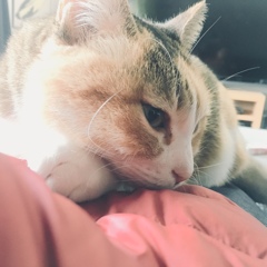 穏やかな休日
