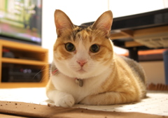 あんず
