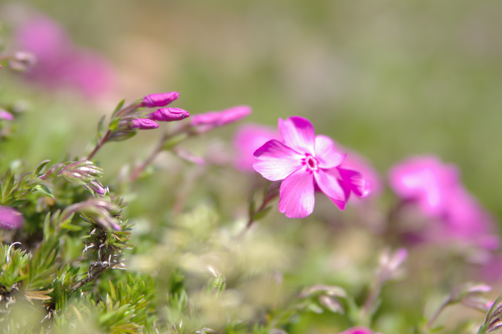 芝桜