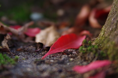 秋を覗き見る３