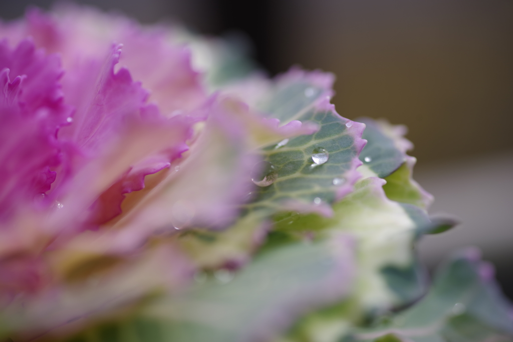 雪が止んで日が射して