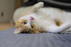 ぺろり