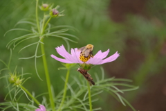 順番まち