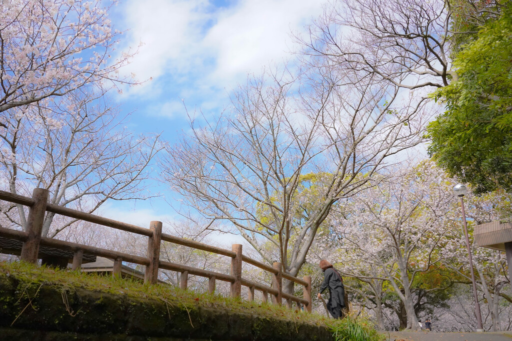 花見には数日早かった