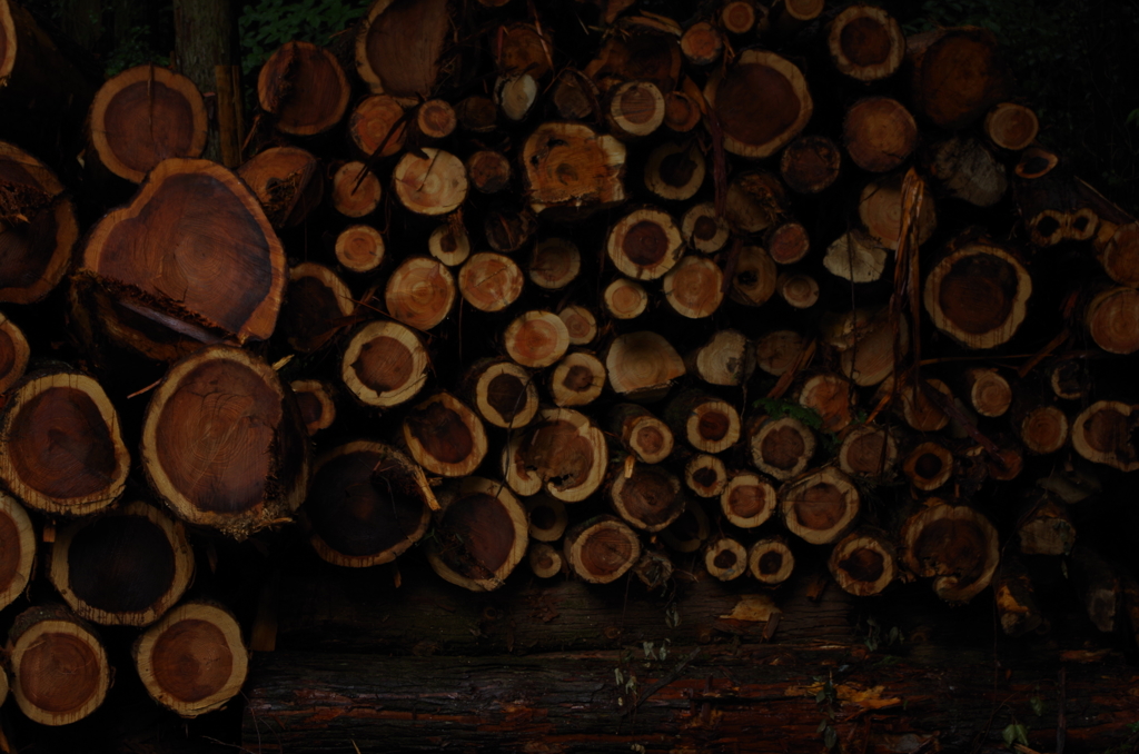 それぞれの年輪